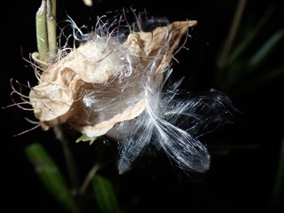 P1112964a.jpg
